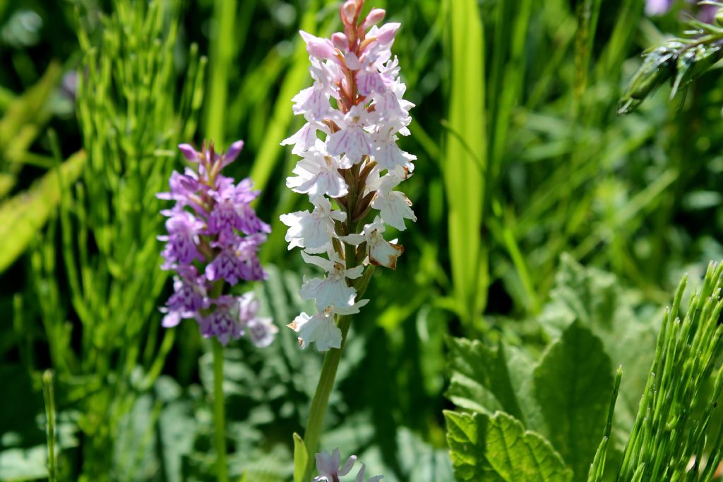 Dactylorhiza in forma alba?